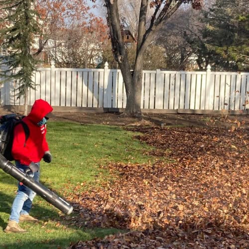 Leaf removal with a leaf blower in a yard.