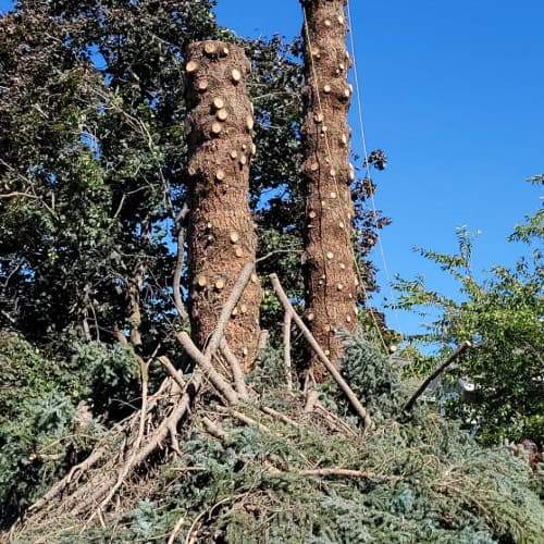 Tree removal and pruning services for damaged trees in Utah.