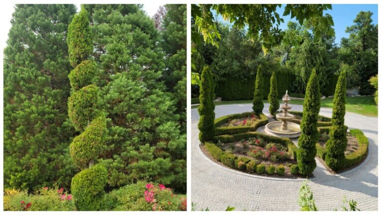 Left: Spiral-cut pine in a yard. Right: Fountain with spiral-cut evergreens in a formal garden.